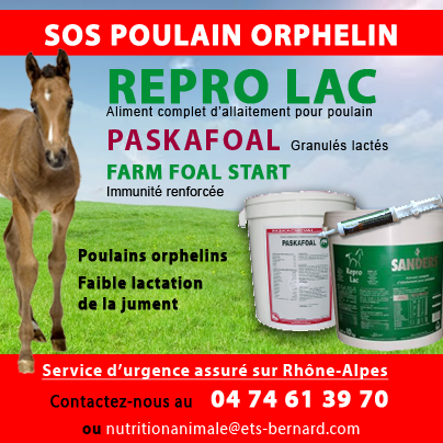 Poulain orphelin et faible lactation de la jument