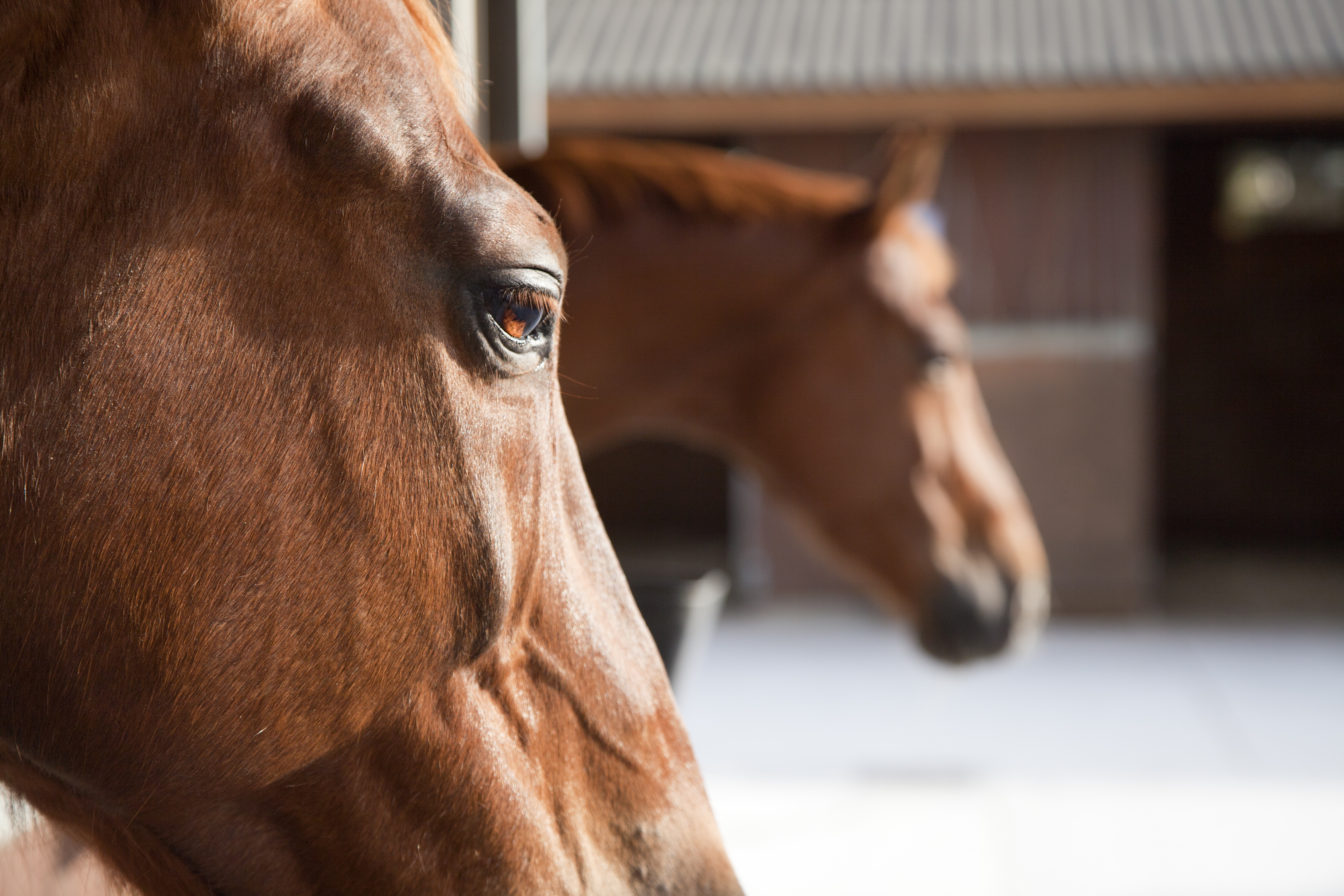 Galop 4, les signes de maladie chez le cheval - Galop Connaissances