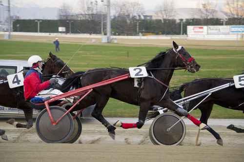 EXPO ETALON 2016 - Hippodrome de Vincennes