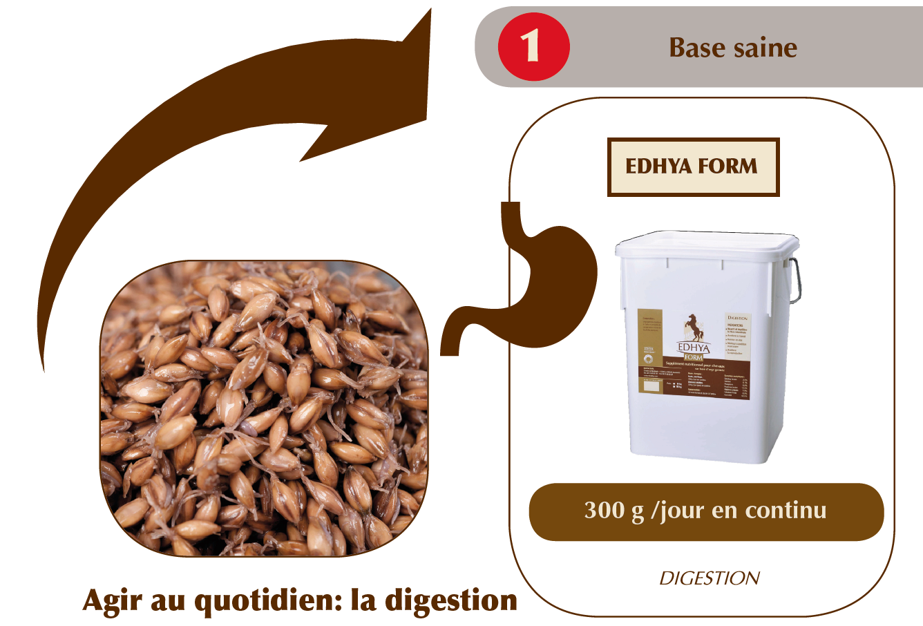 Edhya forme cheval de sport