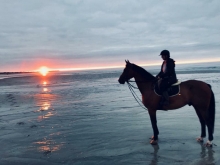 Camélia du Soleil