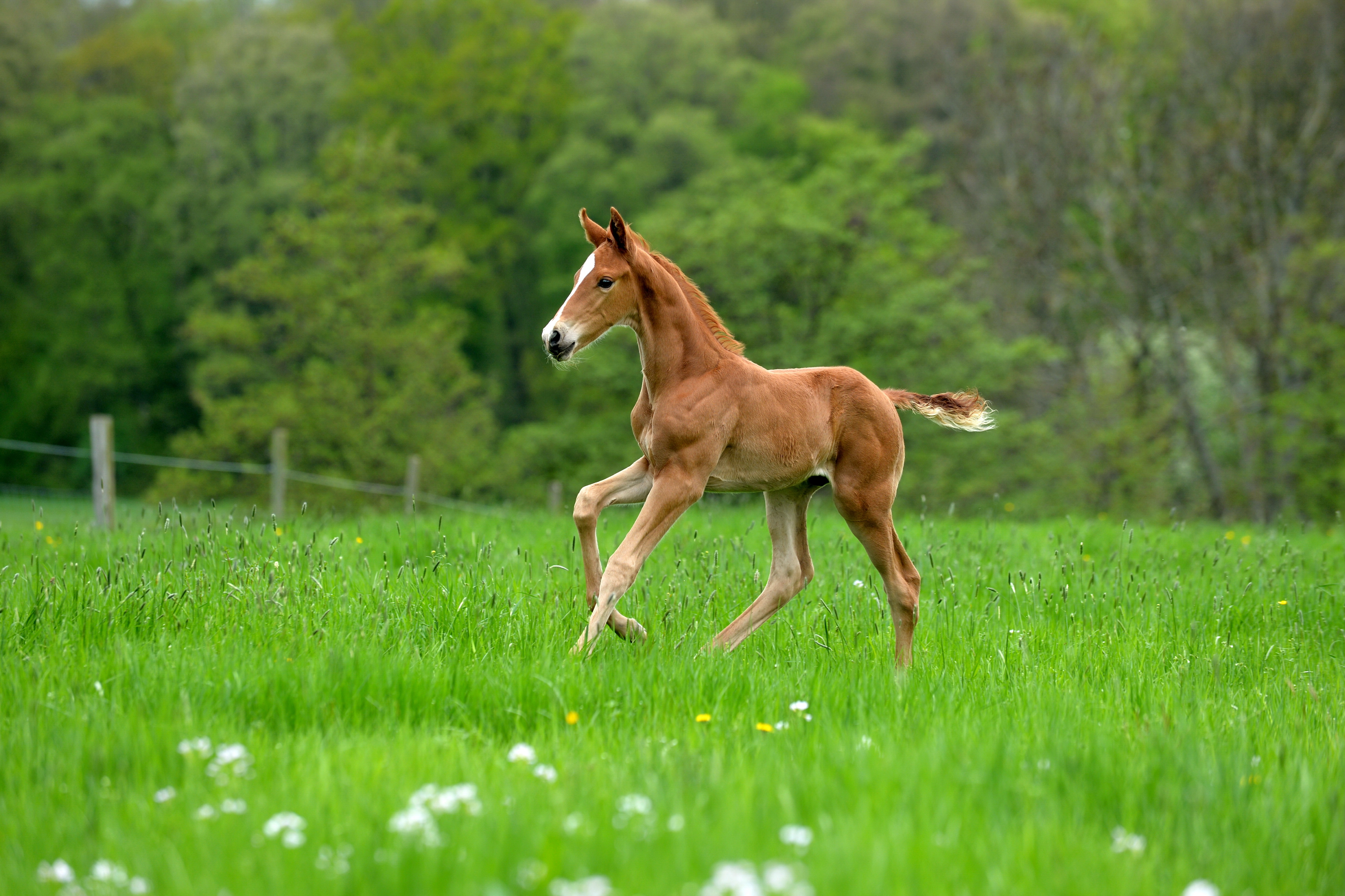 Programme alimentaire spécial poulain
