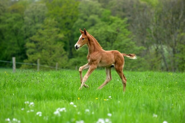 Programme alimentaire spécial poulain