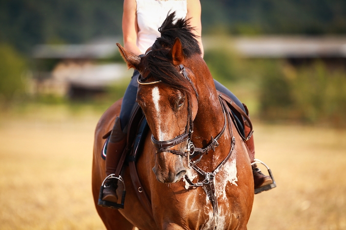 La gestion des électrolytes chez le cheval