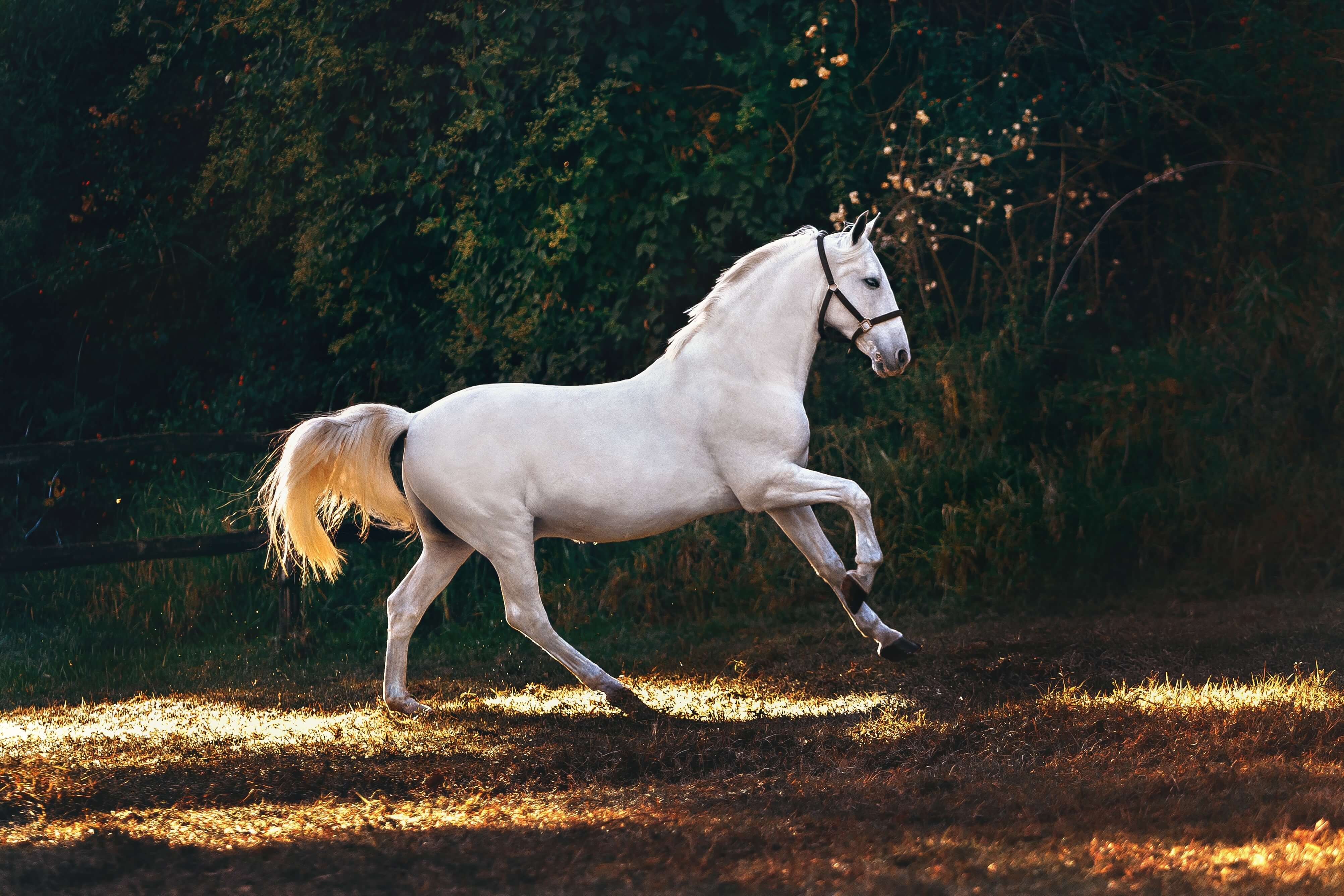 Immunite Du Cheval Mieux Resister Aux Infections Saisonnieres Dossiers Conseils Horse Up