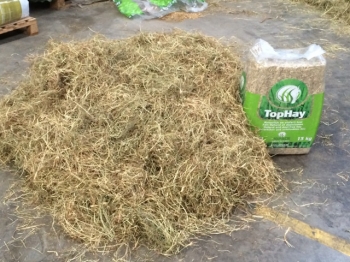 TOP HAY